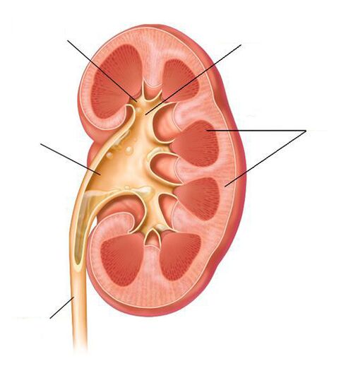 akuter Pyelonephritis als Komplikatioun vun der Cystitis